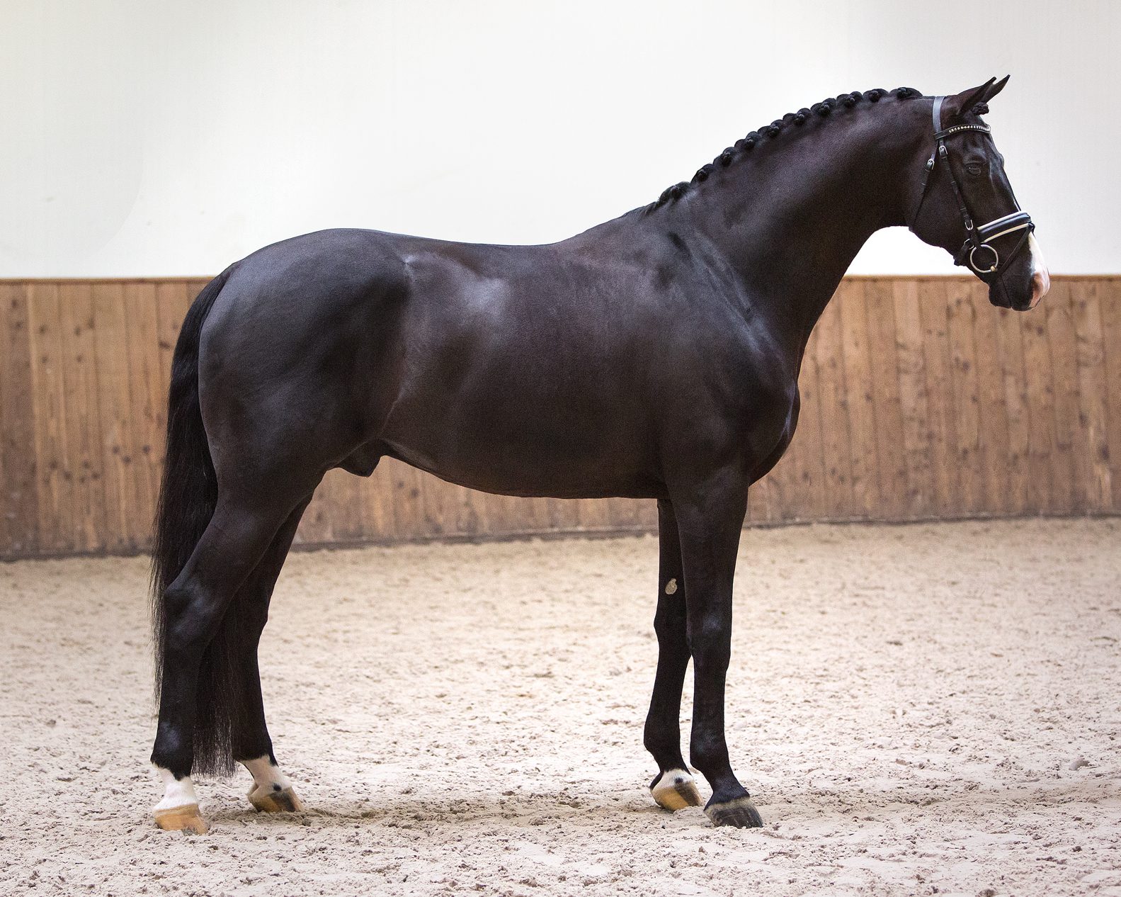 Everdale_credit Van Olst Horses