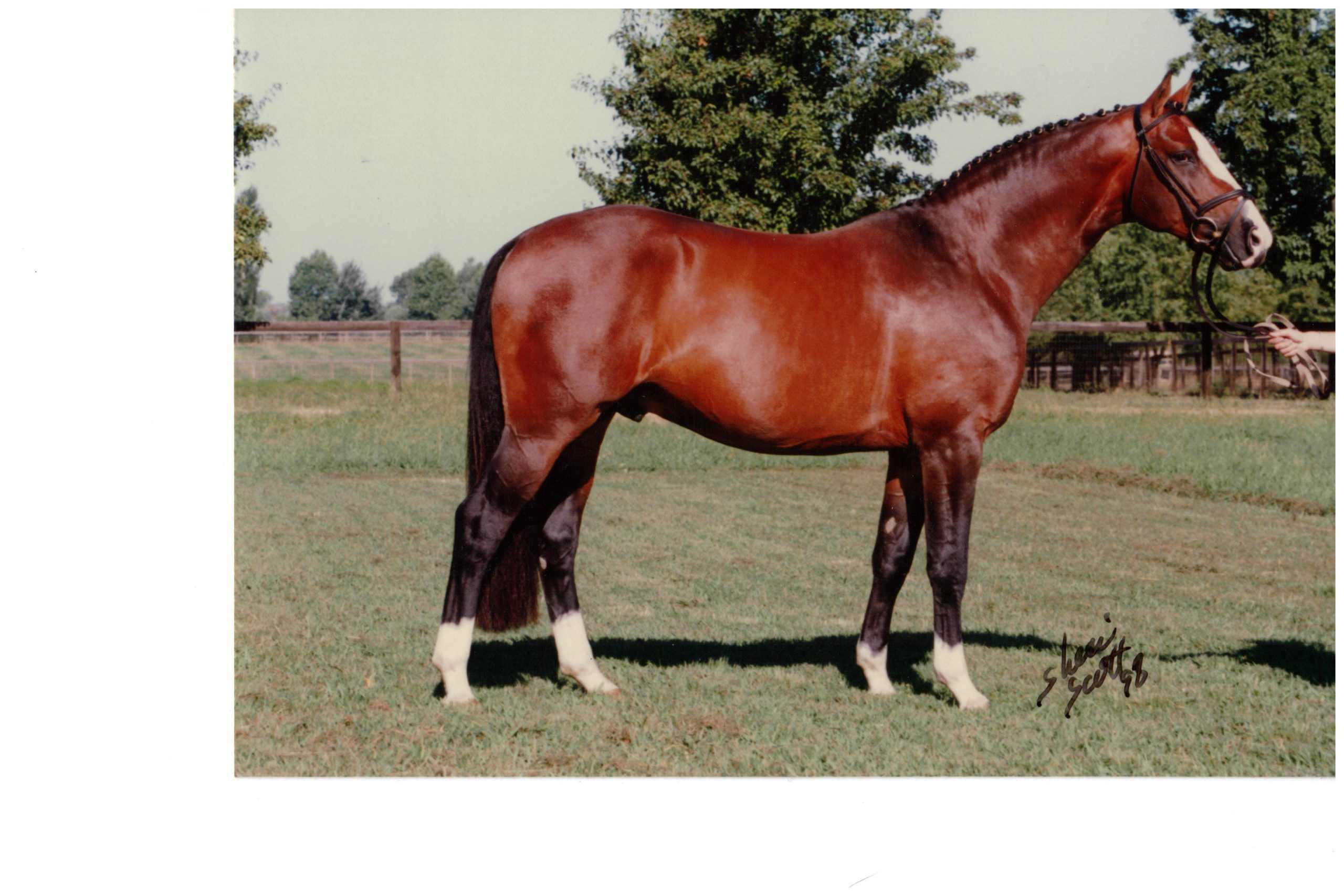 dumont conformation pic