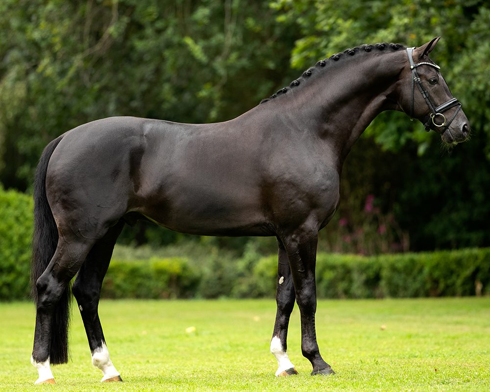 Kjento-Courtesy Van Olst Horses