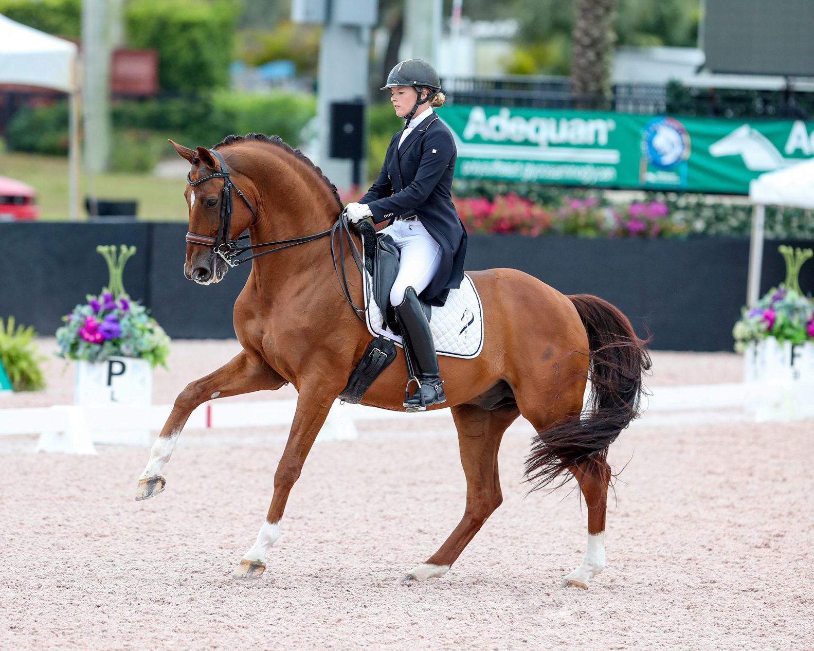 Royal Prinz_SusanJStickle