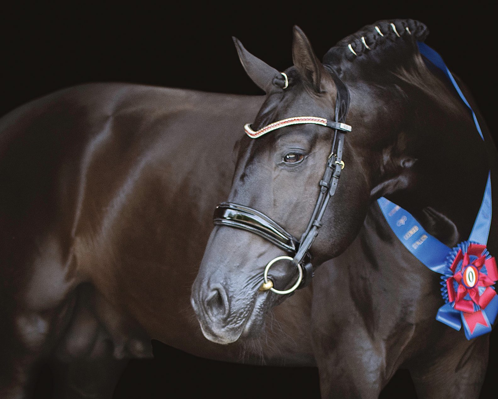 Flamenco_with Ribbon