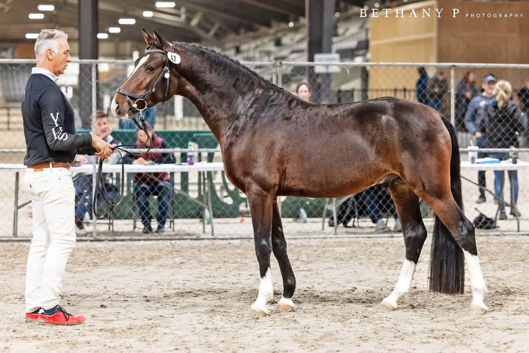 Mufasa D_Conformation Photo