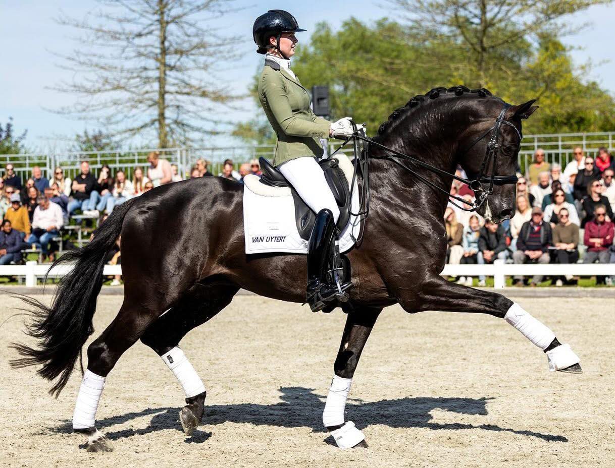 OnNe Million_Courtesy Zen Elite Equestrian Center