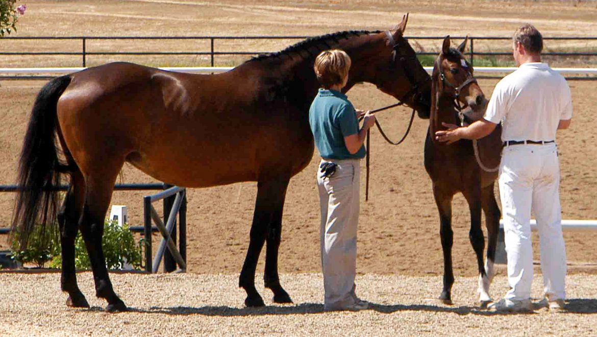 Breeding a Mare