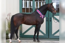 Jumper Bred Approval Process for Stallions and Mares