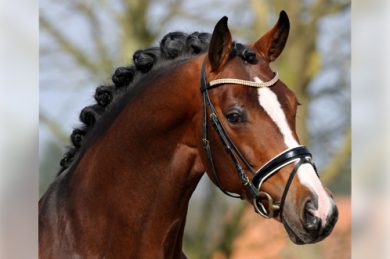Diesel CF (Dressage Royal-Ria Grande/Ritual)