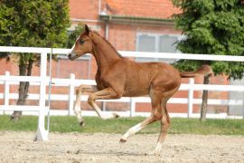 Young Stallion Sets Top Price