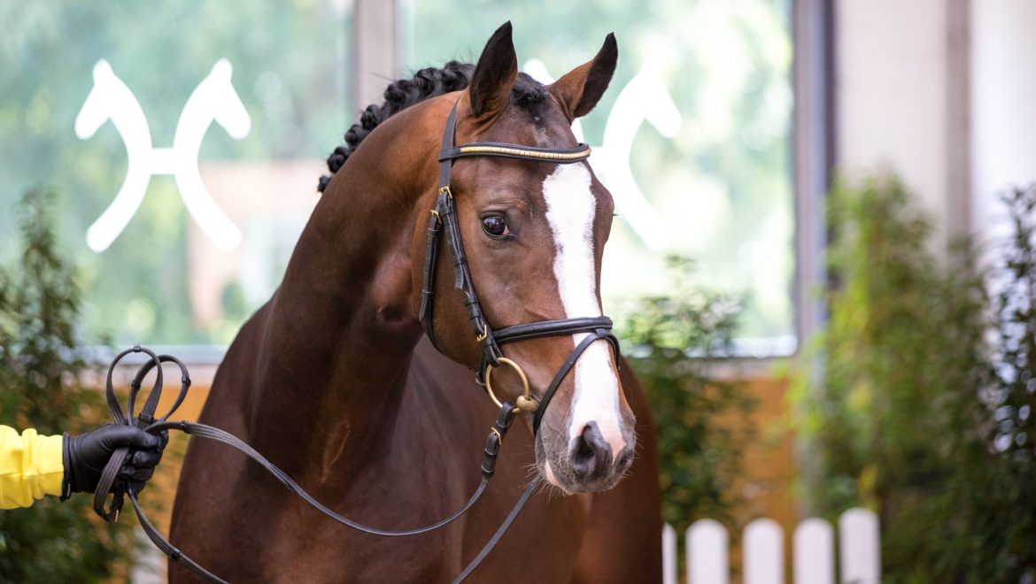 Jumping Stallions Present Themselves in a Modern Look