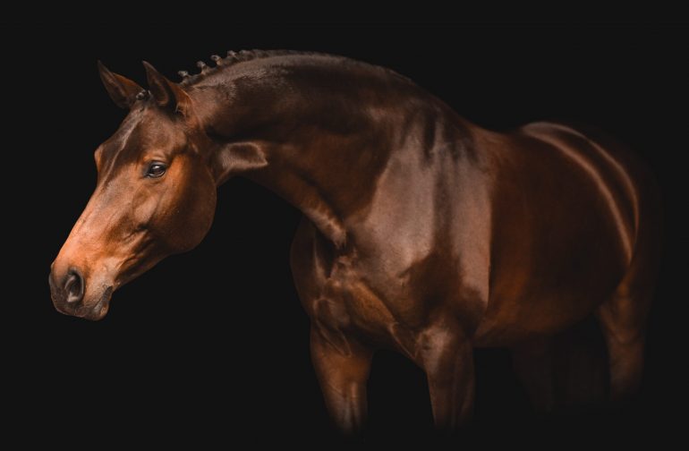 2021 AHS Sport Horse Breeding Awards Winners