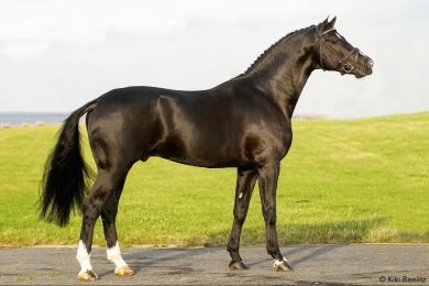 His Highness (Hohenstein-SPS Daireen/Donnerhall)