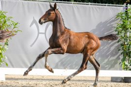 Foals and Young Stallions at 138th Elite-Auction