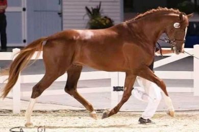 Fortunato H2O (Floriscount-Raleska WF/ Rascalino)