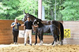 2022 Gold Medal Foals