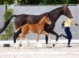 Successful Third Auction of Verden Foal Spring