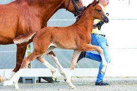 Successful OnLive Premiere of Foal Auction