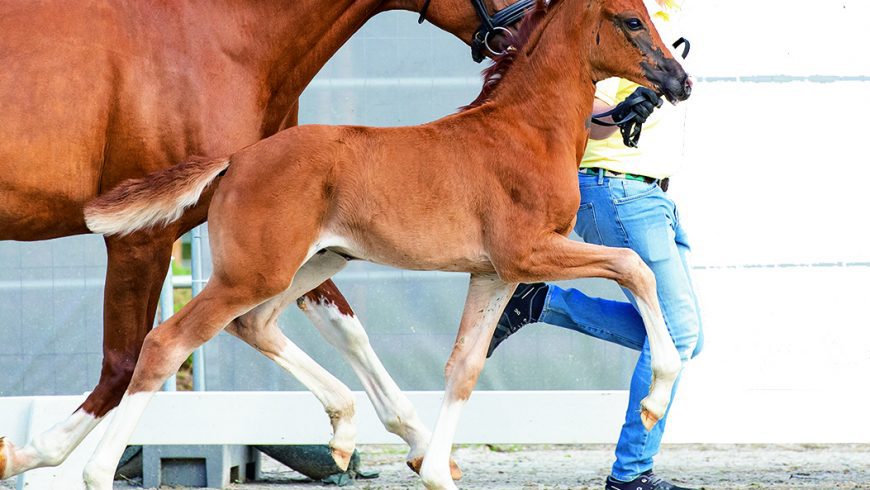 Successful OnLive Premiere of Foal Auction