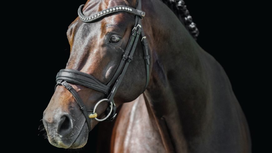 The Annual AHS Breeders’ Guide Stallion Directory