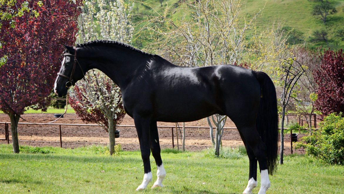 Devon Heir (De Niro-Ribana/ Rubinstein I)