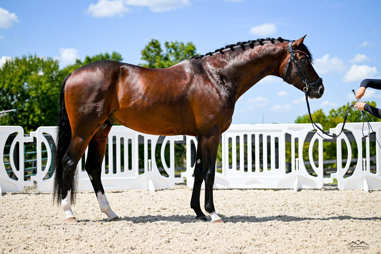 Victus van se Horne Conformation